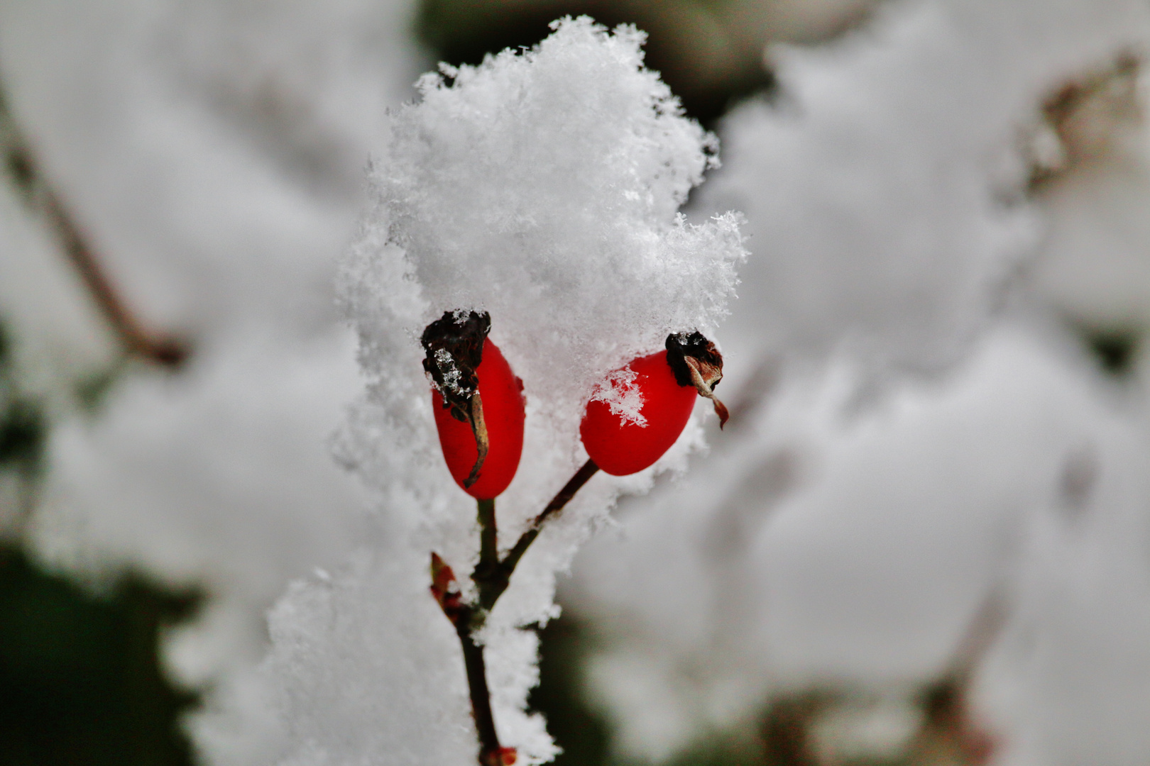Schneeweißchen und Rosenrot...