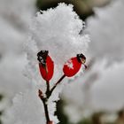 Schneeweißchen und Rosenrot...