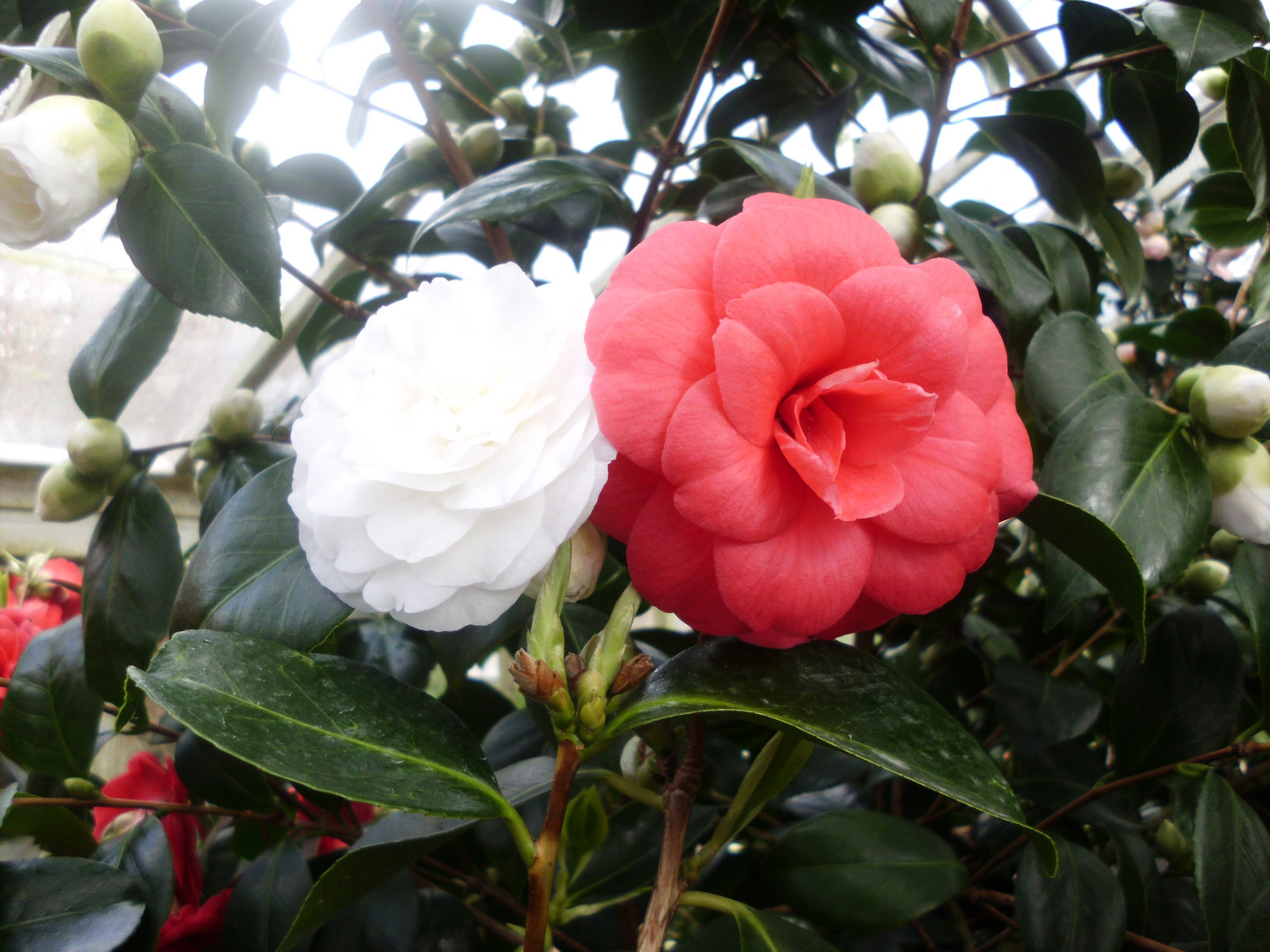 Schneeweißchen und Rosenrot