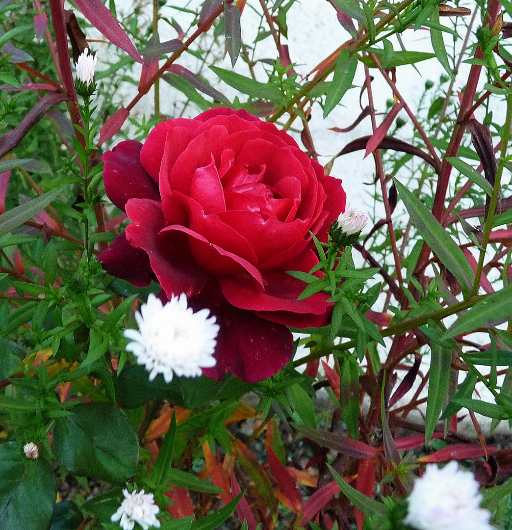 Schneeweißchen und Rosenrot