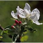 "Schneeweißchen und Rosenrot"