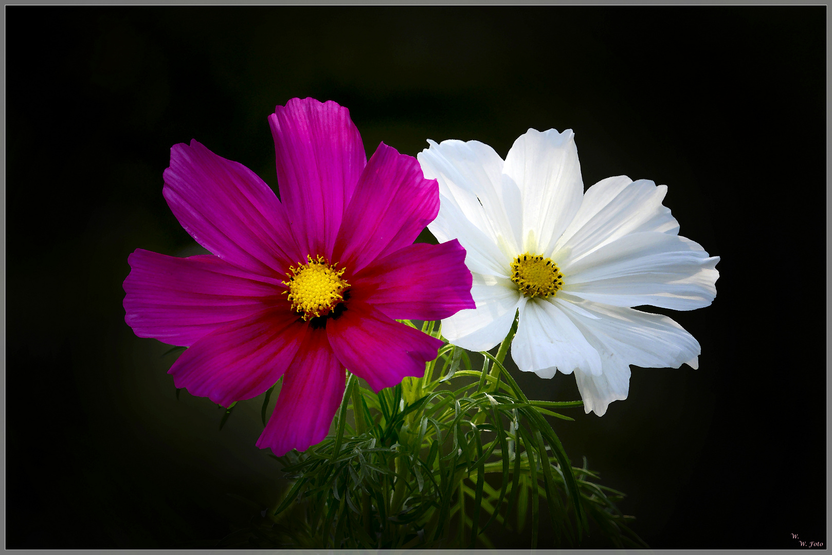 Schneeweißchen und Rosenrot