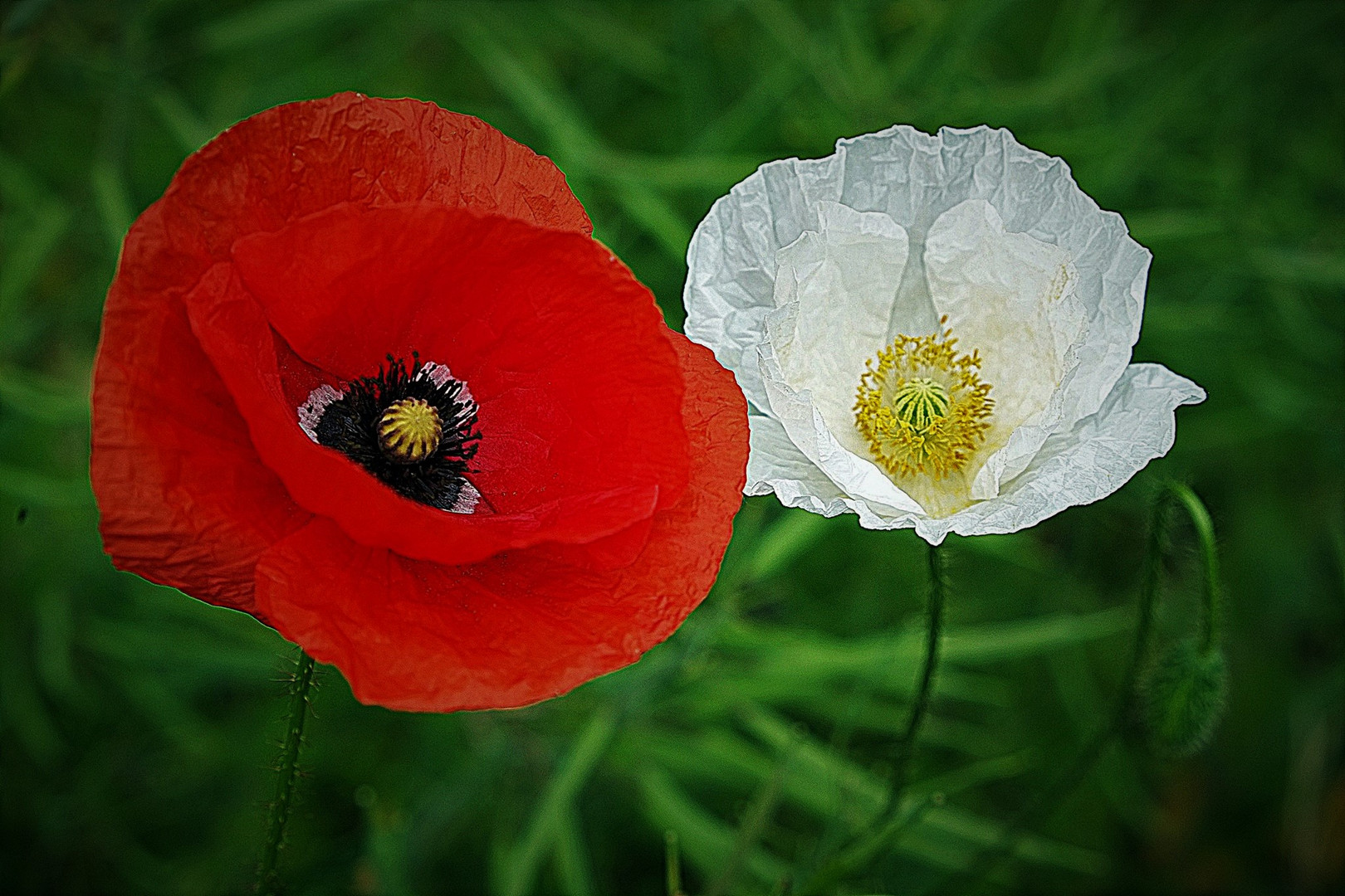 Schneeweißchen und Rosenrot