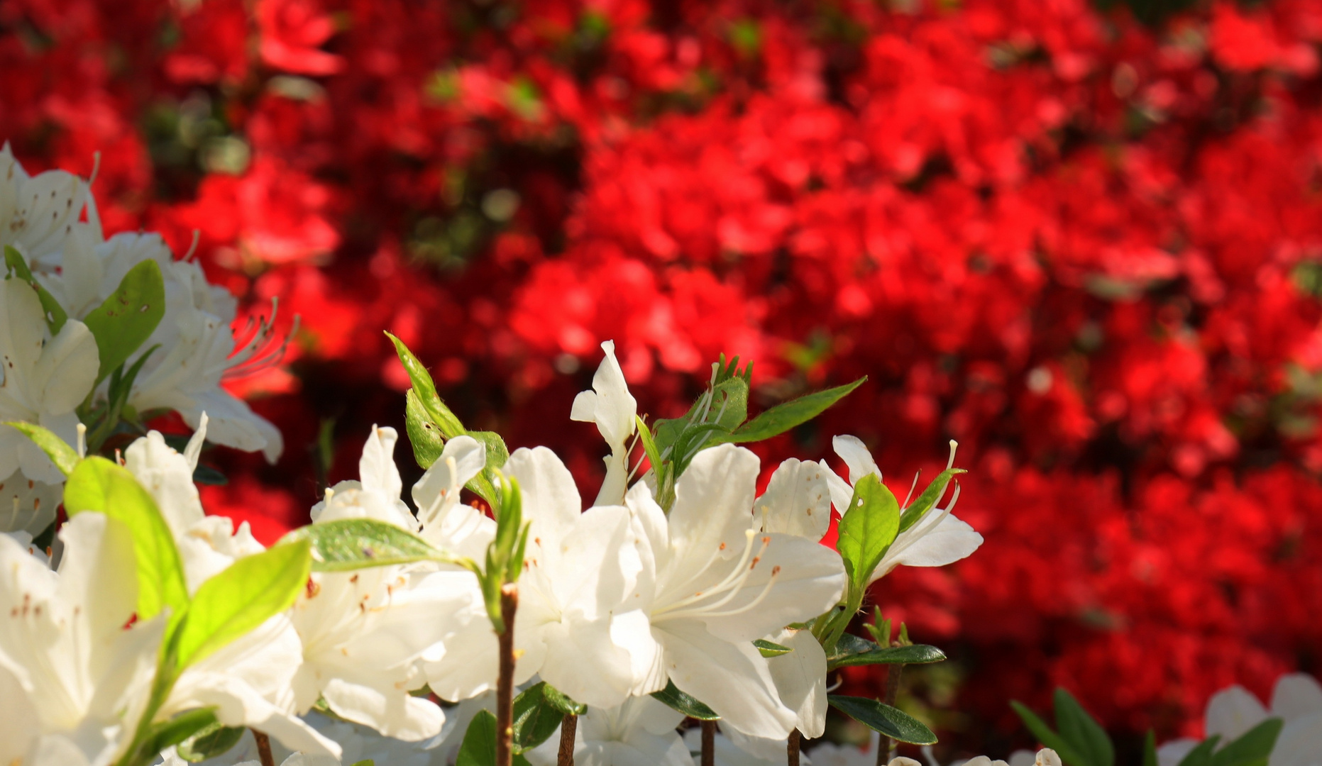 schneeweisschen und rosenrot