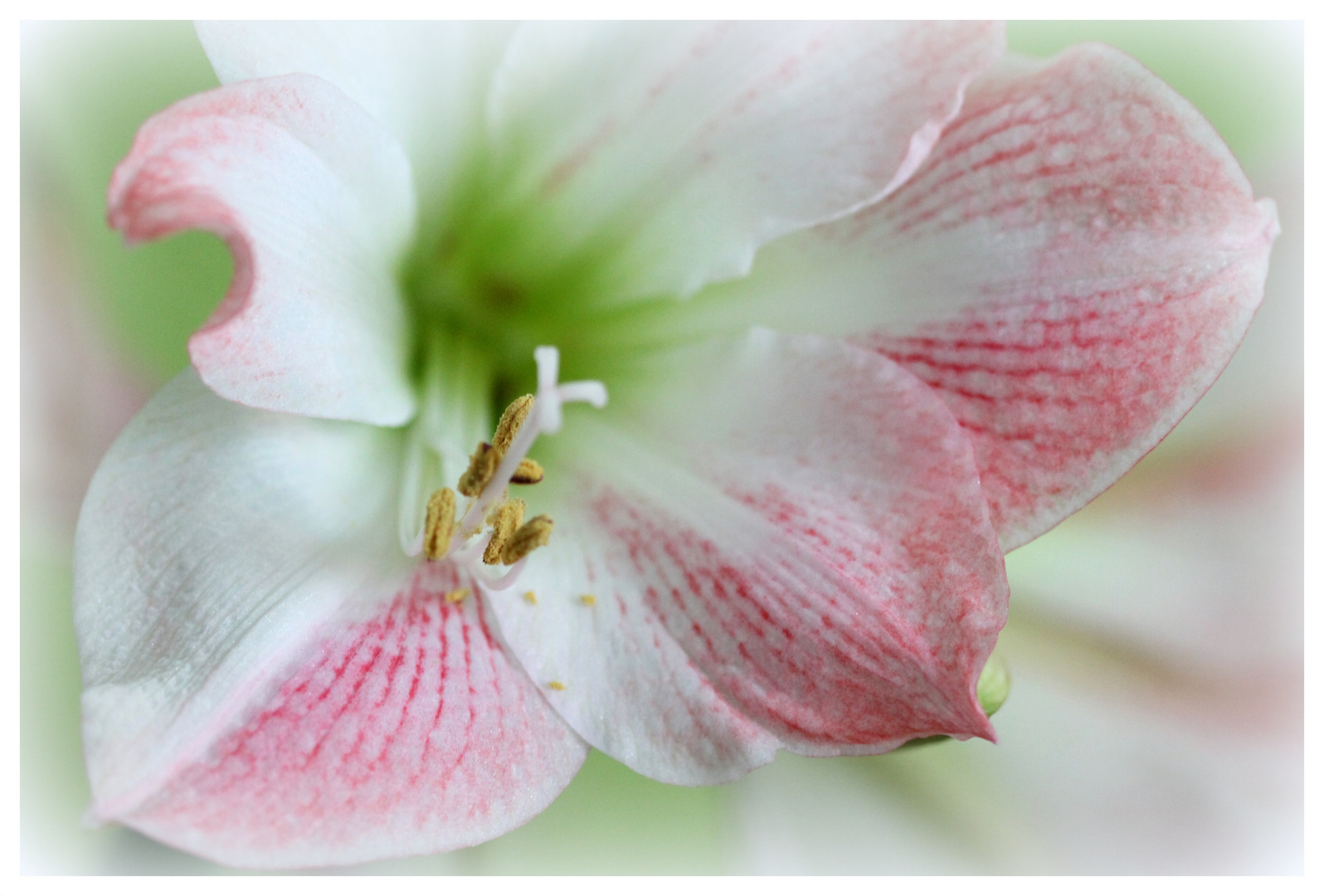 Schneeweisschen und Rosenrot