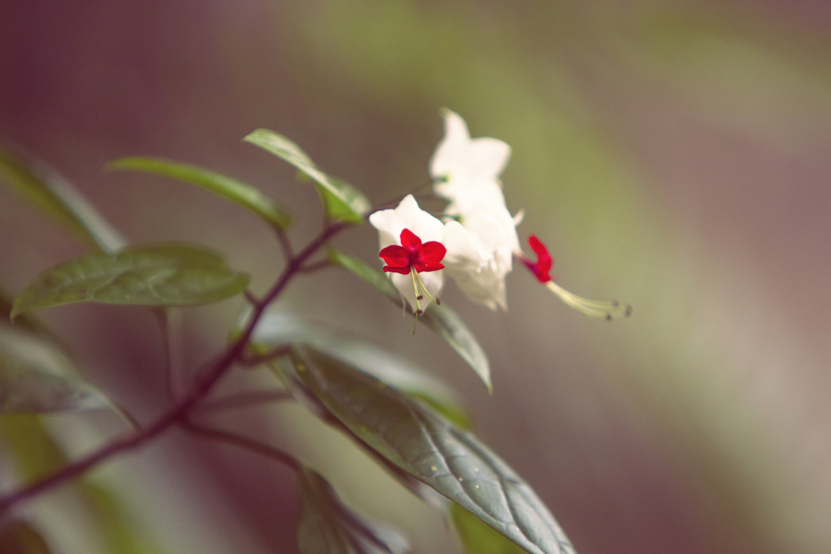 Schneeweißchen und Rosenrot