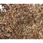 Schneeweißchen und Rosenrot