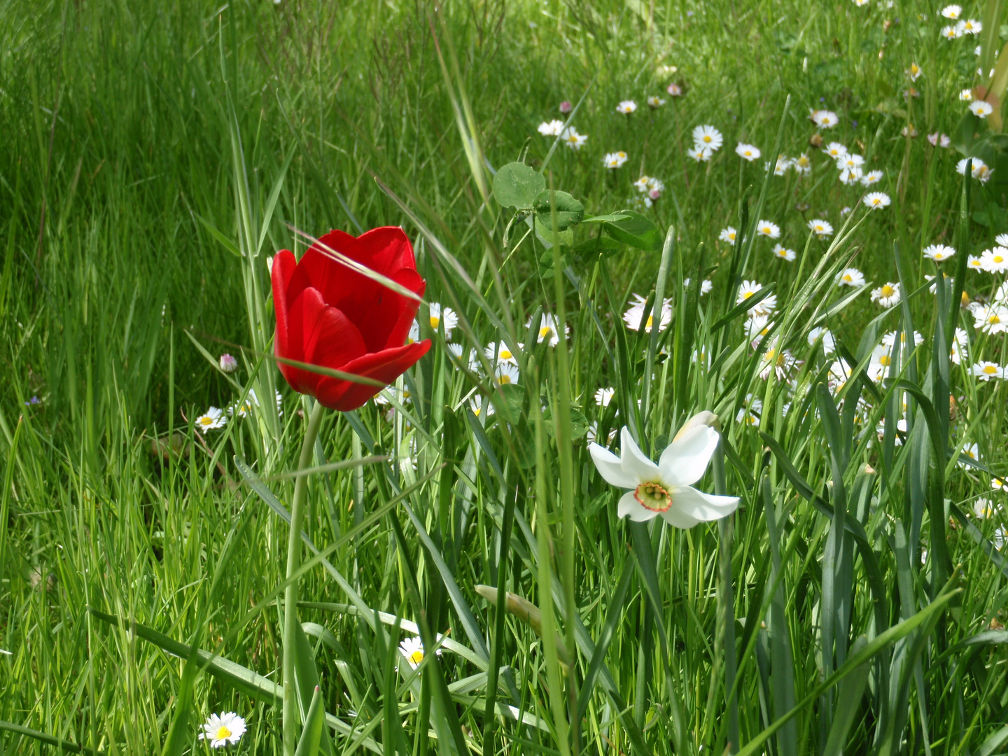 Schneeweißchen+Rosenrot