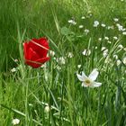 Schneeweißchen+Rosenrot