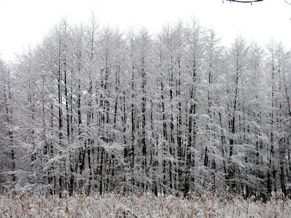 Schneeweiße Bäume