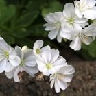 schneeweiße Blüten im Steingarten