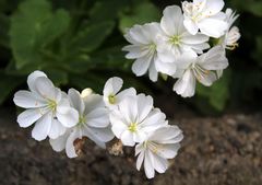 schneeweiße Blüten im Steingarten