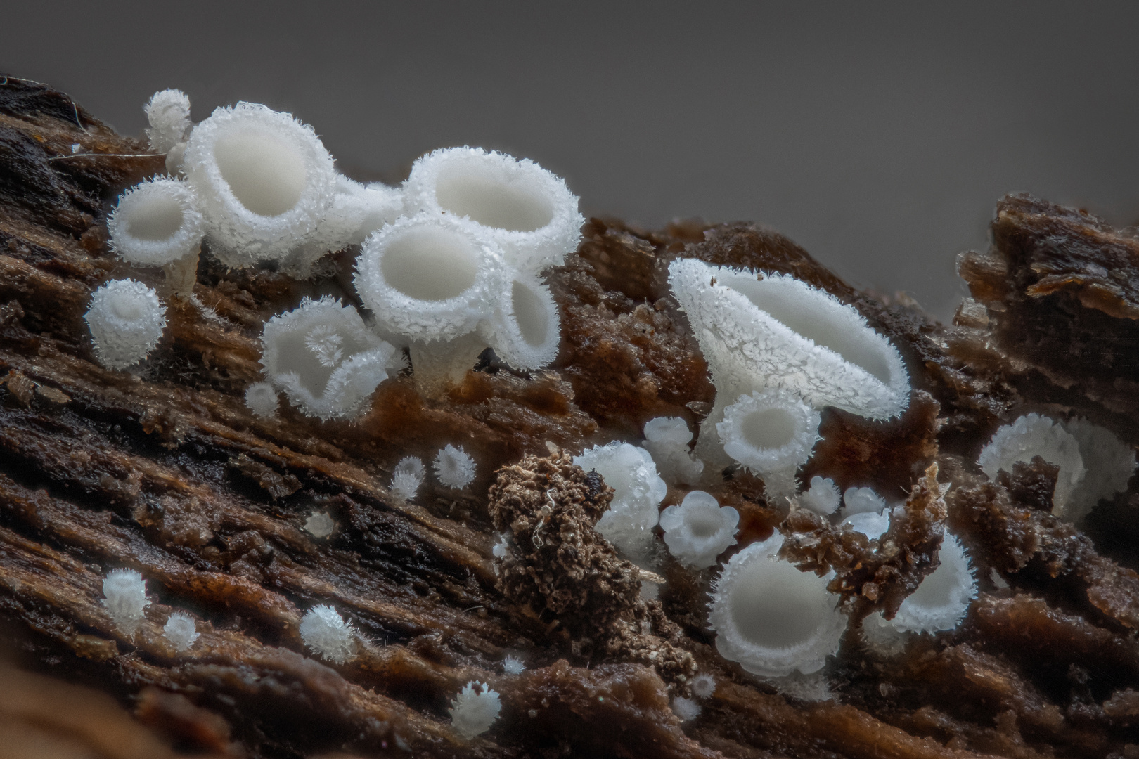 Schneeweiße Haarbecherchen