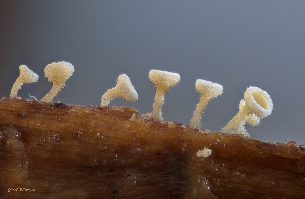 Schneeweiße Haarbecherchen (Dasyscyphus niveus)