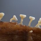 Schneeweiße Haarbecherchen (Dasyscyphus niveus)