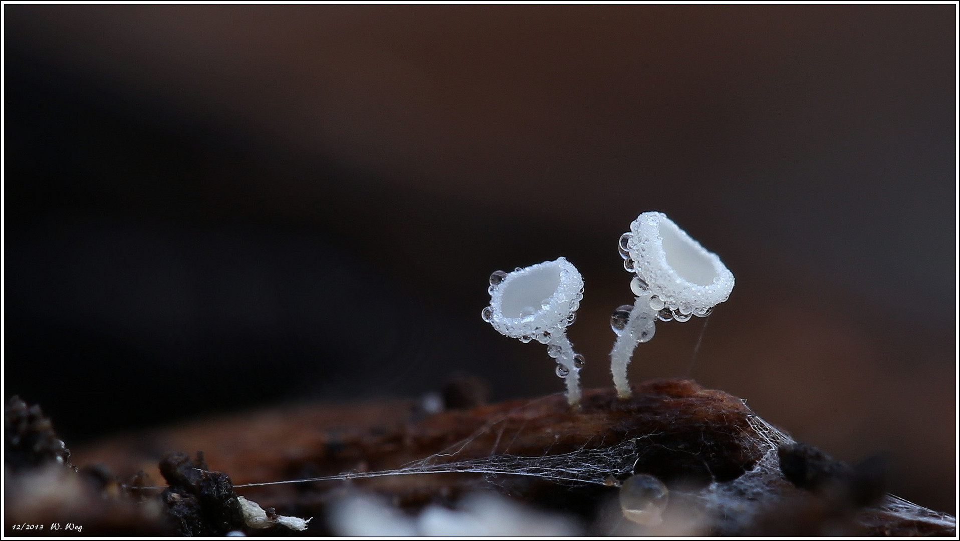 Schneeweiße-Haarbererchen...