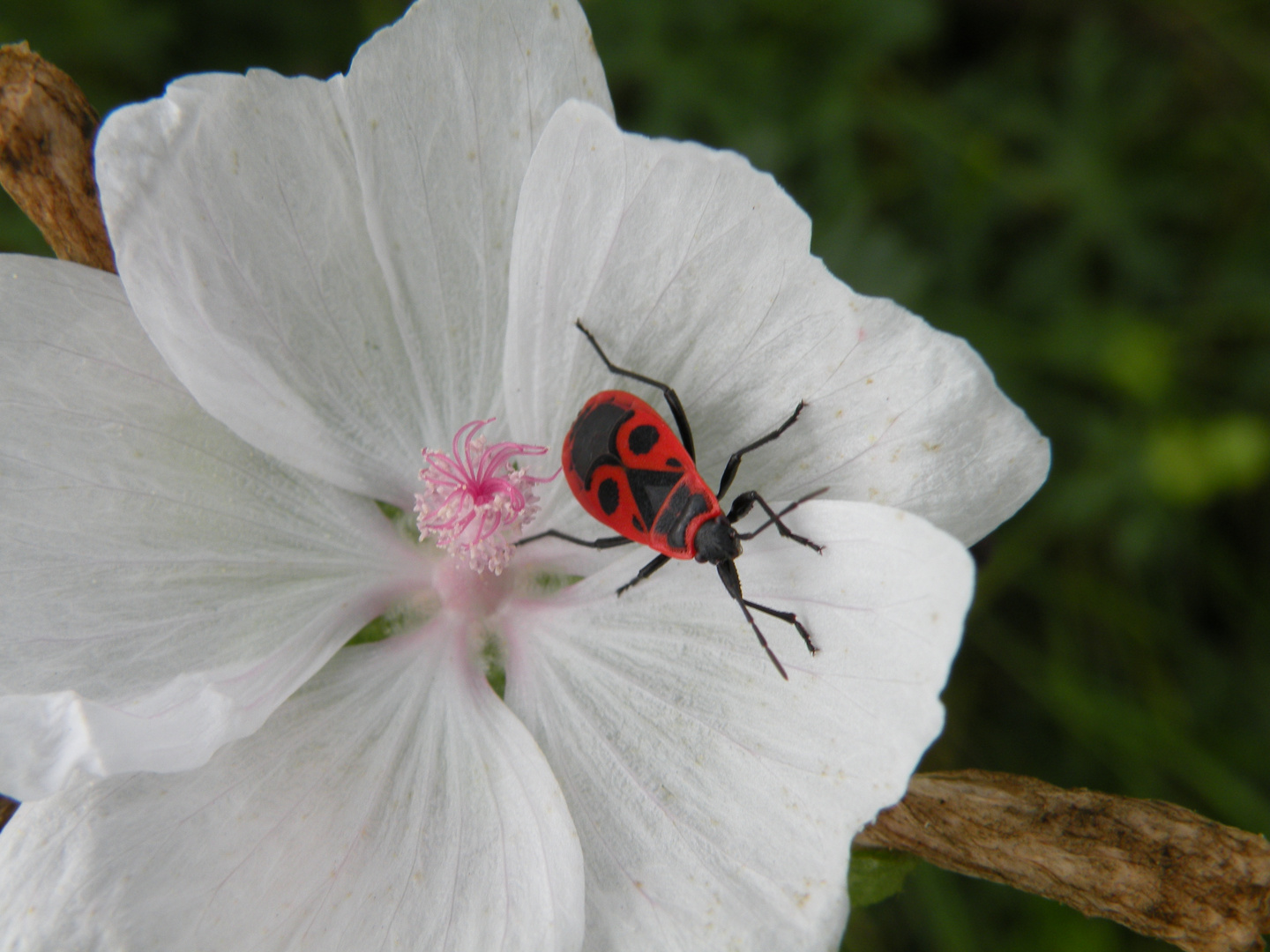 Schneeweisse Malven wachsen in der Heide um Brokeloh.