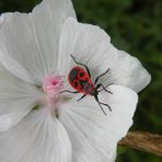 Schneeweisse Malven wachsen in der Heide um Brokeloh.