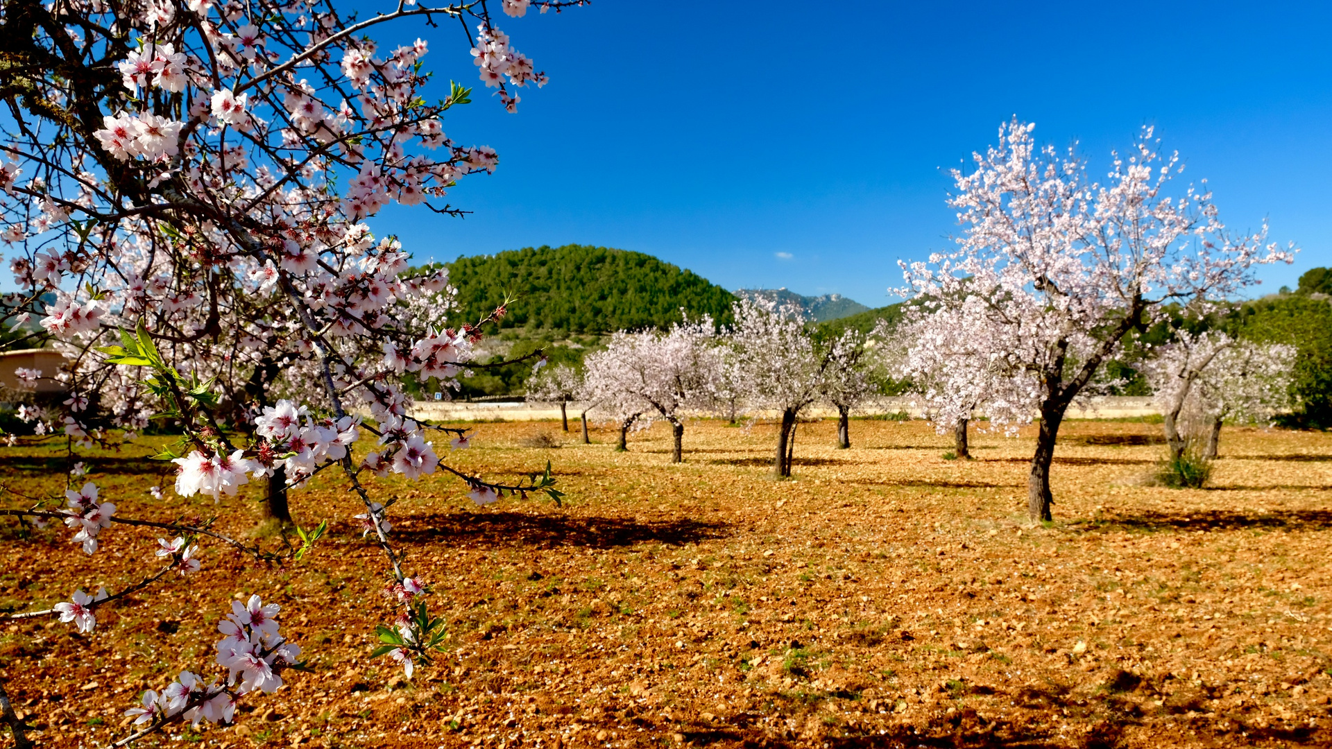 schneeweiße Mandelblütenbäume läuten den Frühling ein 