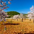 schneeweiße Mandelblütenbäume läuten den Frühling ein 