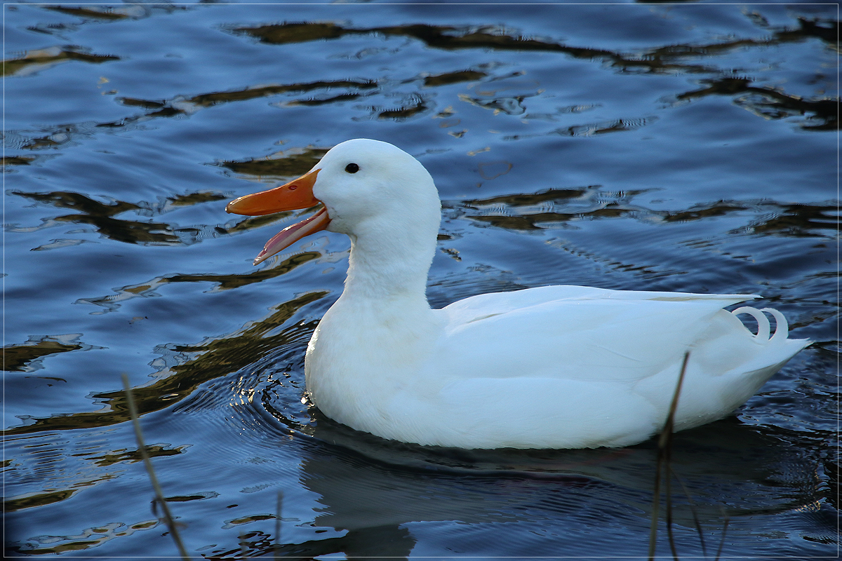 Schneeweiße Stockente