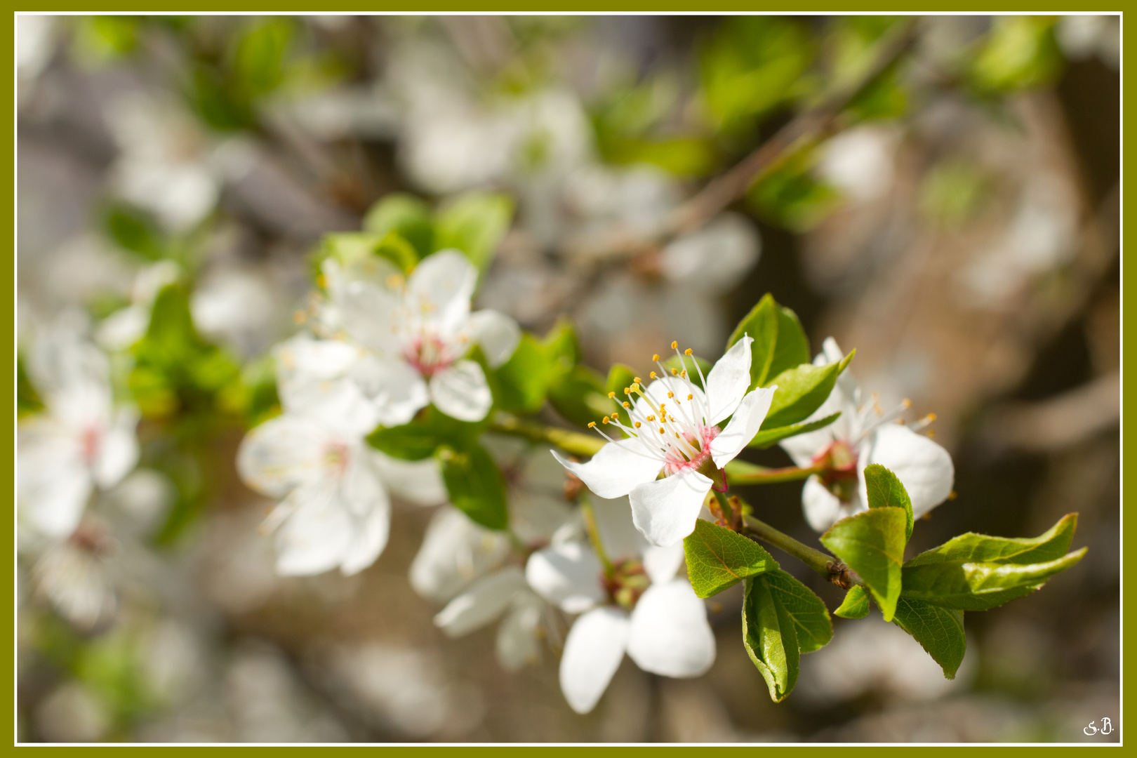 Schneeweißer Frühling