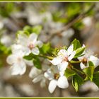 Schneeweißer Frühling