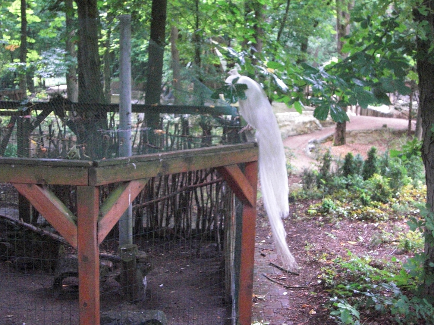 schneeweißer Pfau