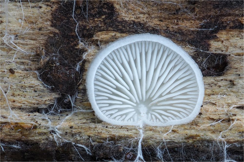 schneeweißer Zwergseitling (Pleurotellus chioneus)