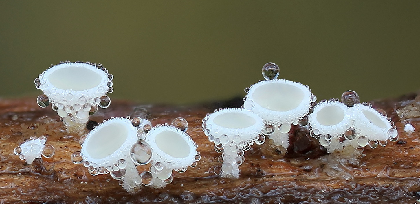 Schneeweißes Haarbecherchen (Dasyscyphella nivea)