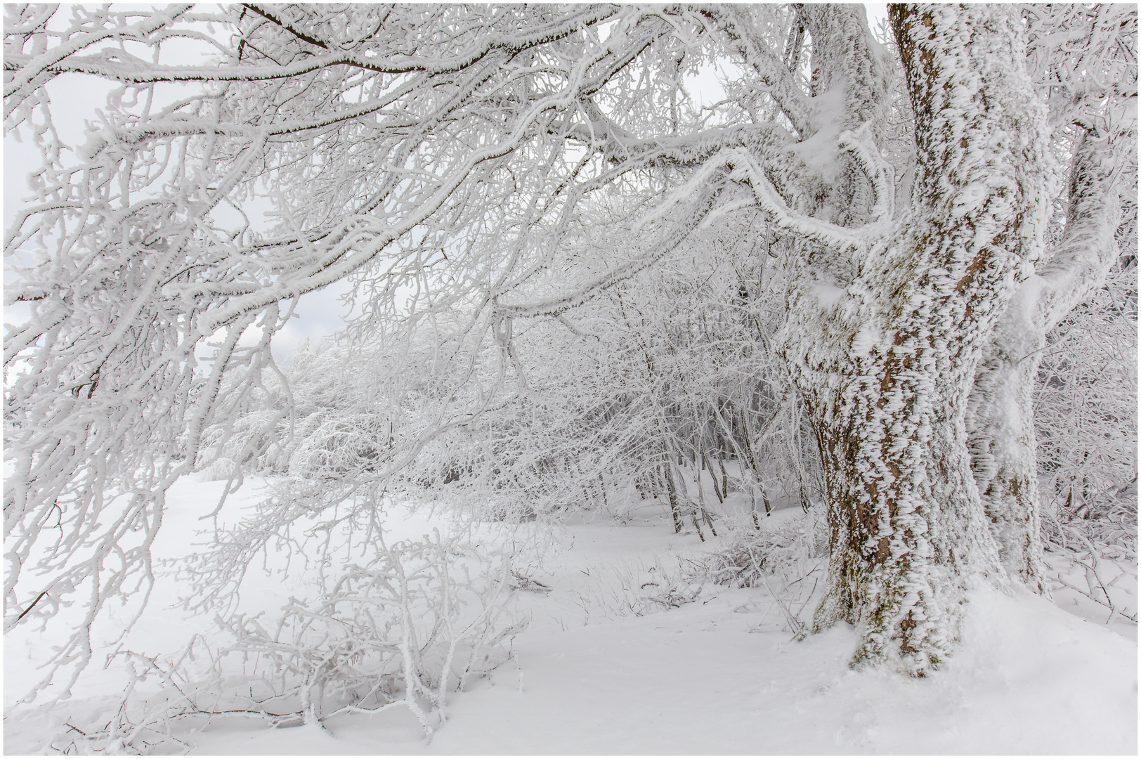 Schneewelt