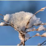 "schneewiege" 2