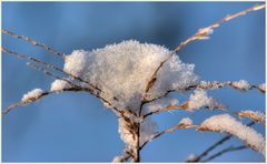 "schneewiege" 2