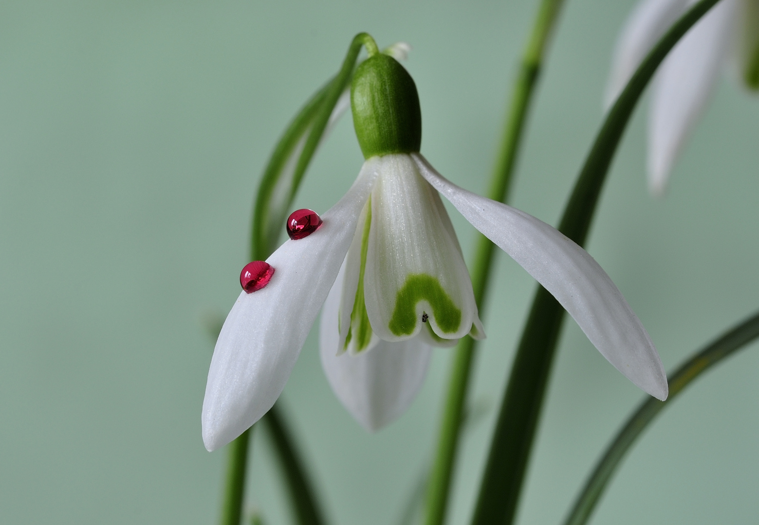 "Schneewittchen"