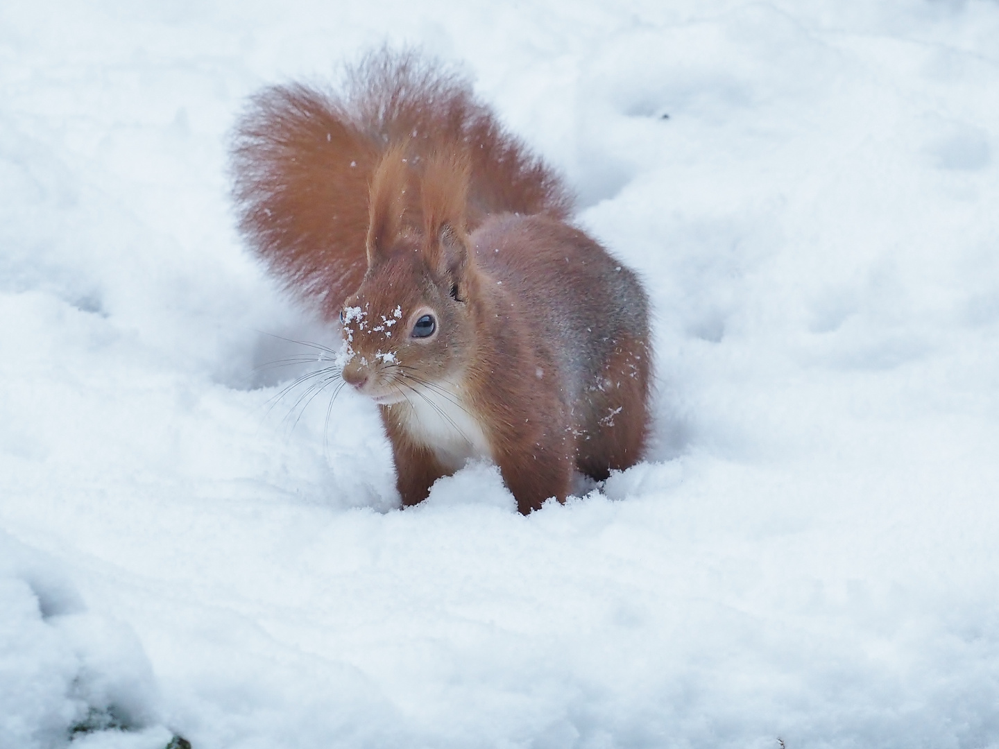 "Schnee.Wittchen"