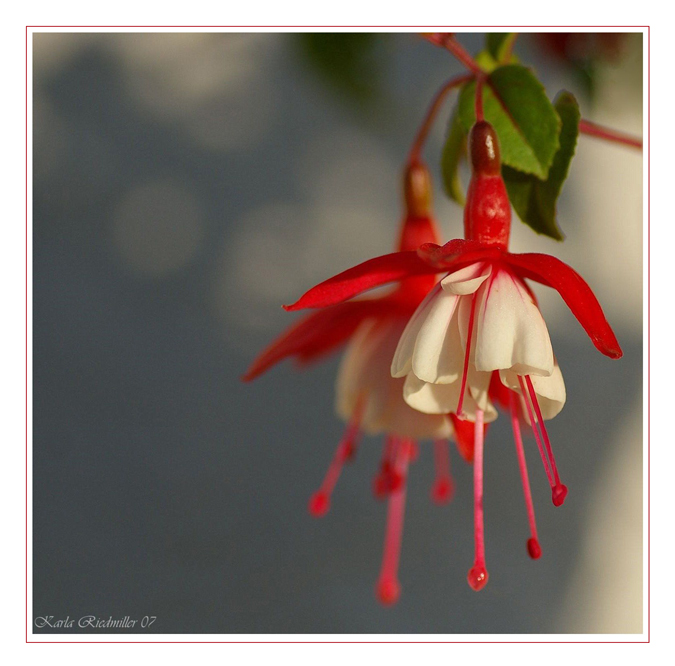 .... Schneewittchen ... (Fuchsie)