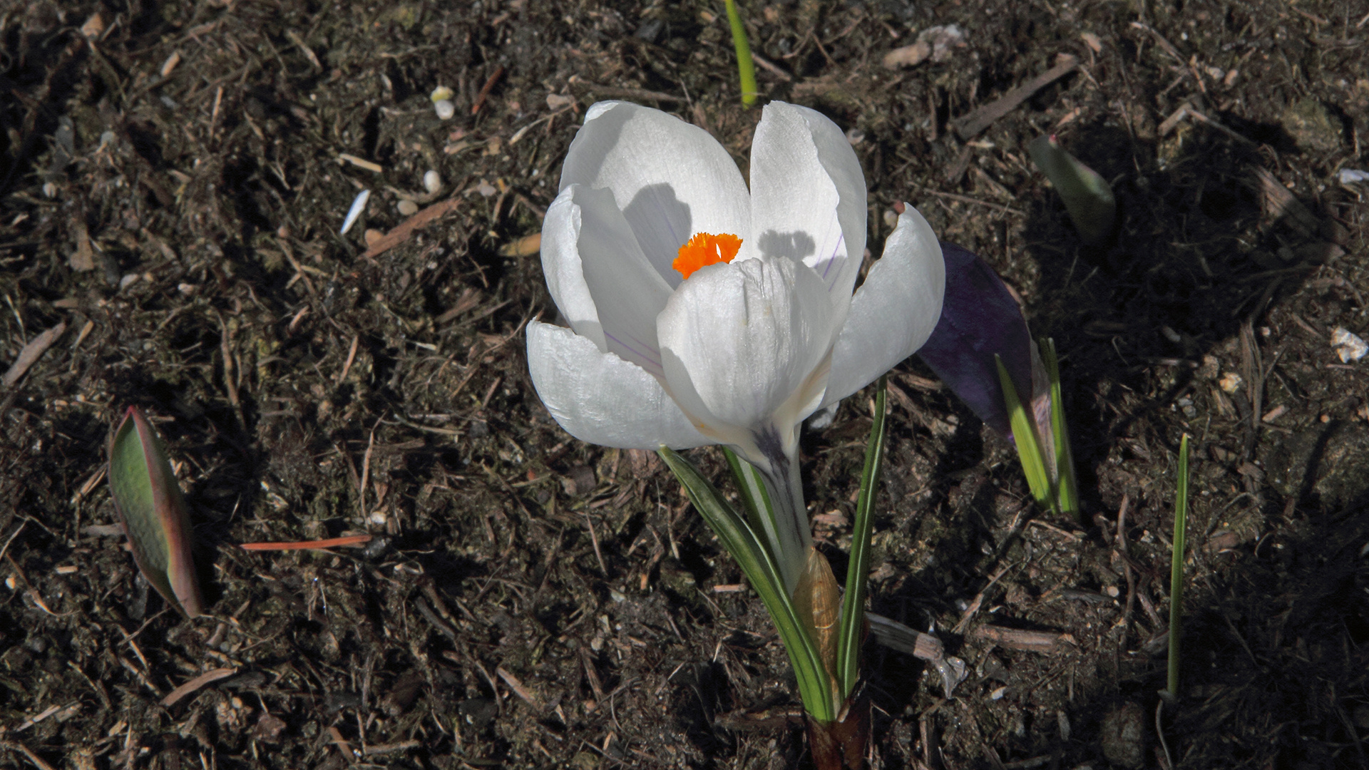 "Schneewittchen" strahlte schon nach 3 Stunden Sonne gestern...