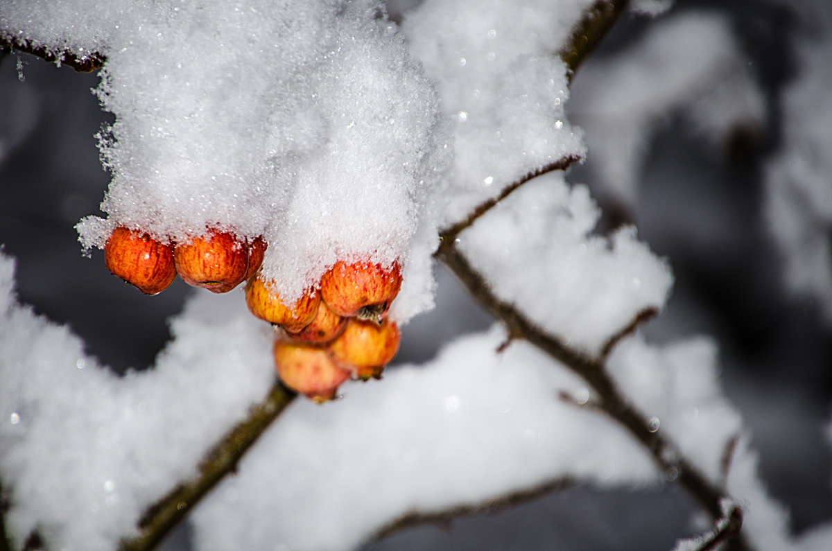 Schneewittchens 7 Äpfel_0449-k