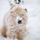 Schneewölkchen