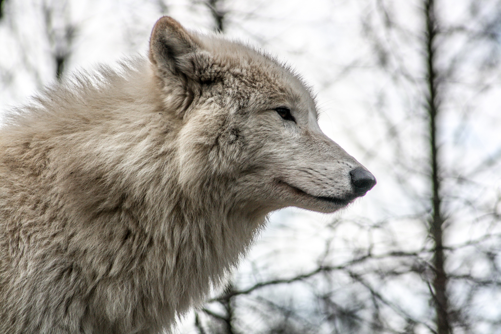 Schneewolf