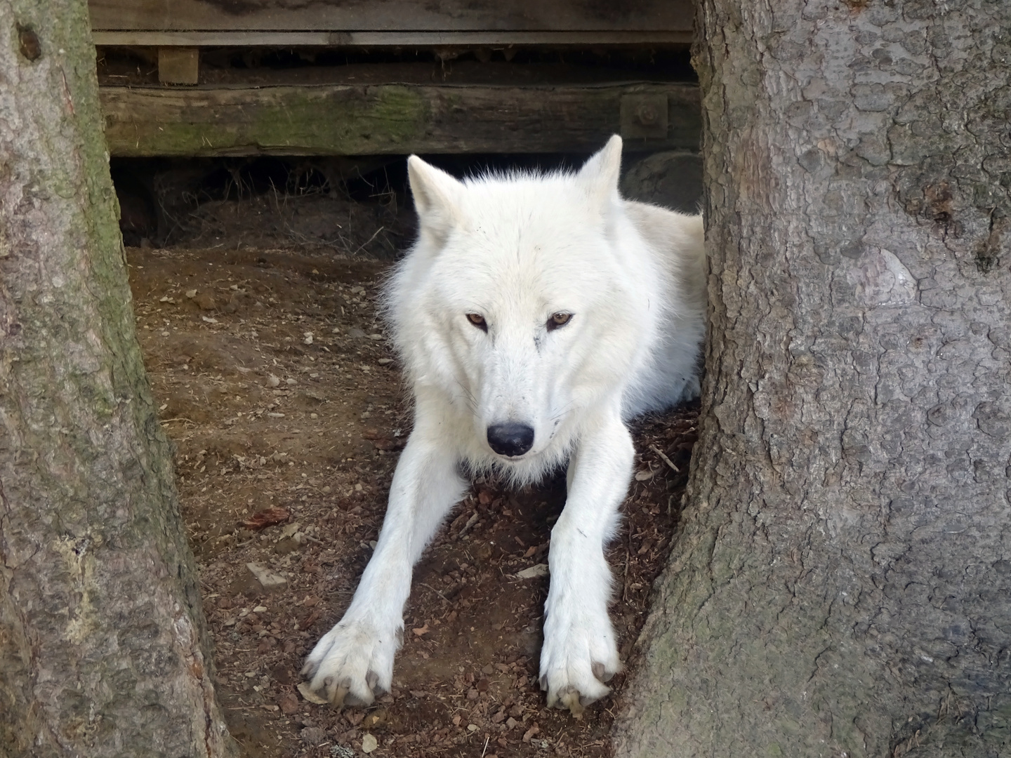 Schneewolf