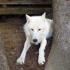 Schneewolf