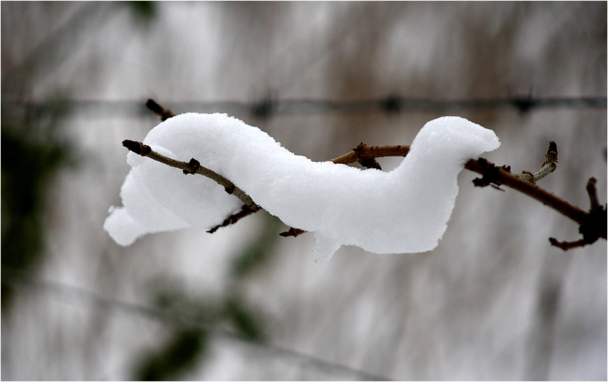 Schneewürmchen