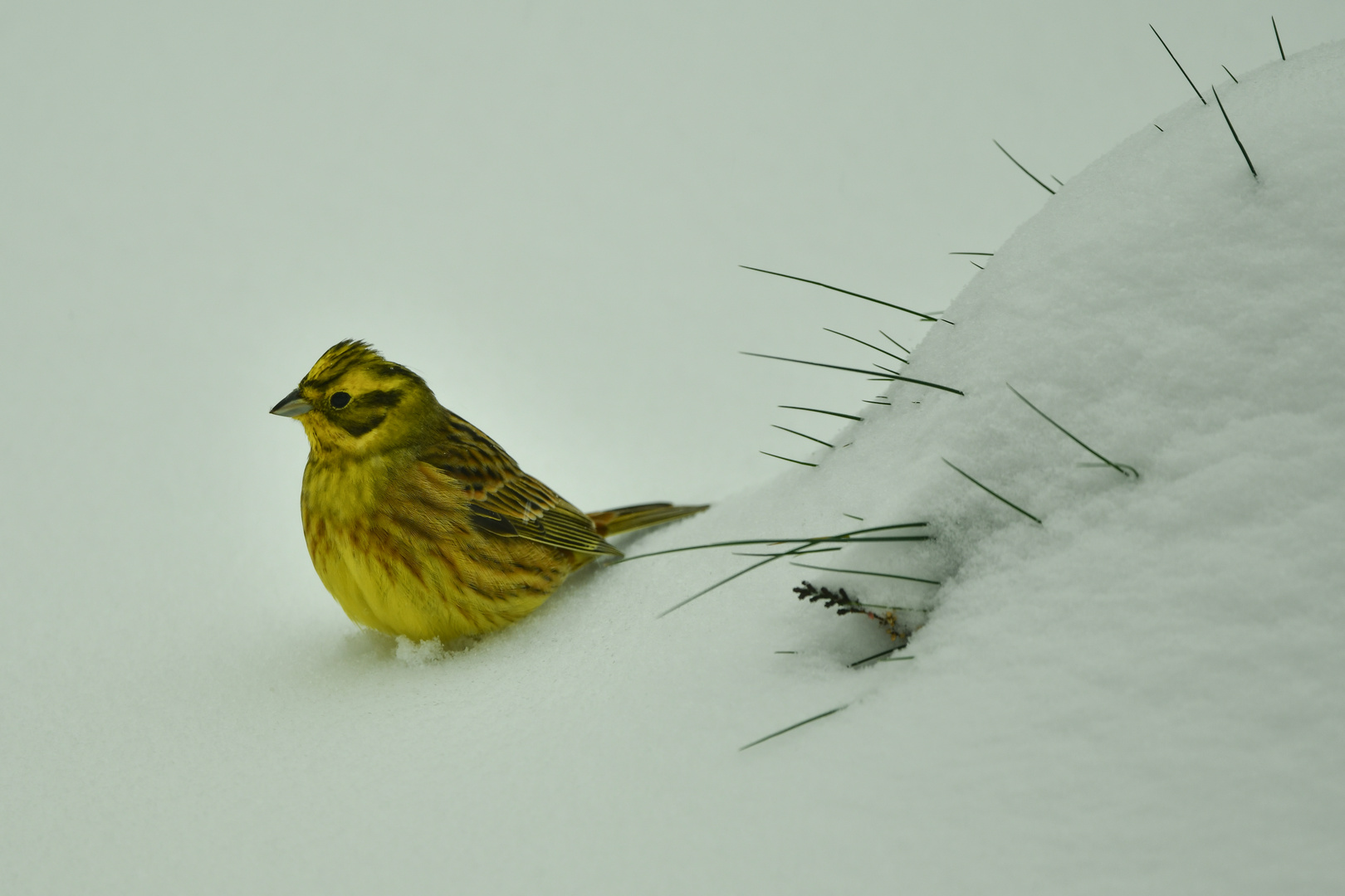 Schneewüste