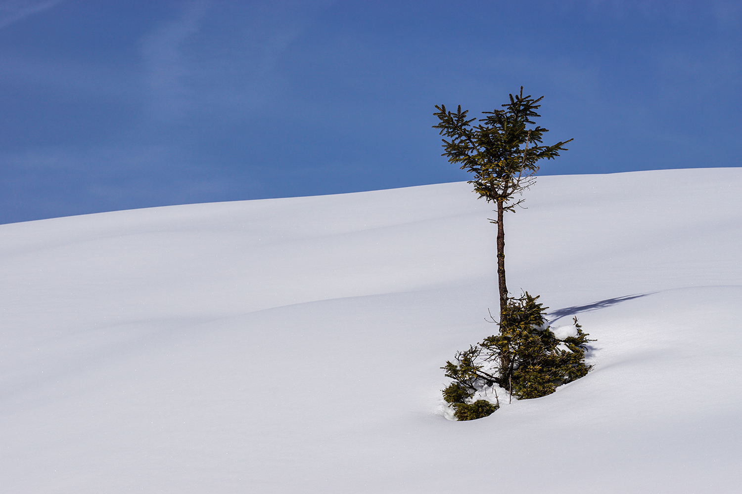 Schneewüste mit Baum