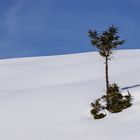 Schneewüste mit Baum