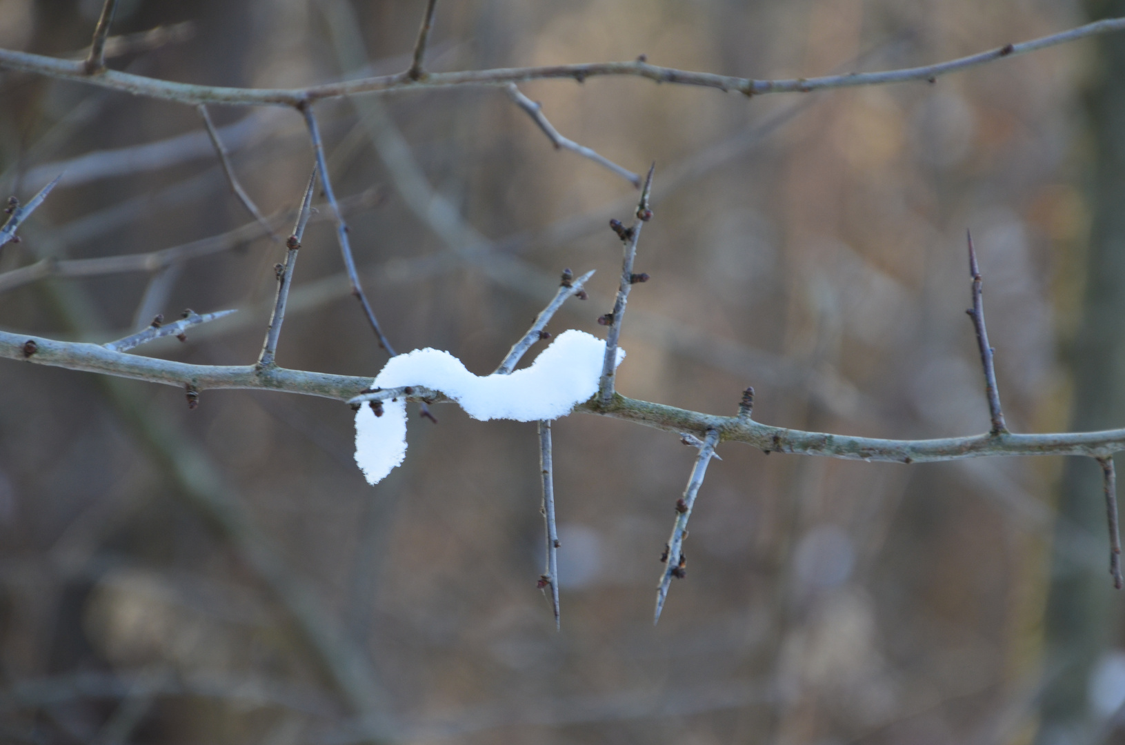 ... Schneewurm...