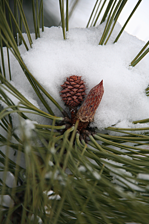 Schneezapfen