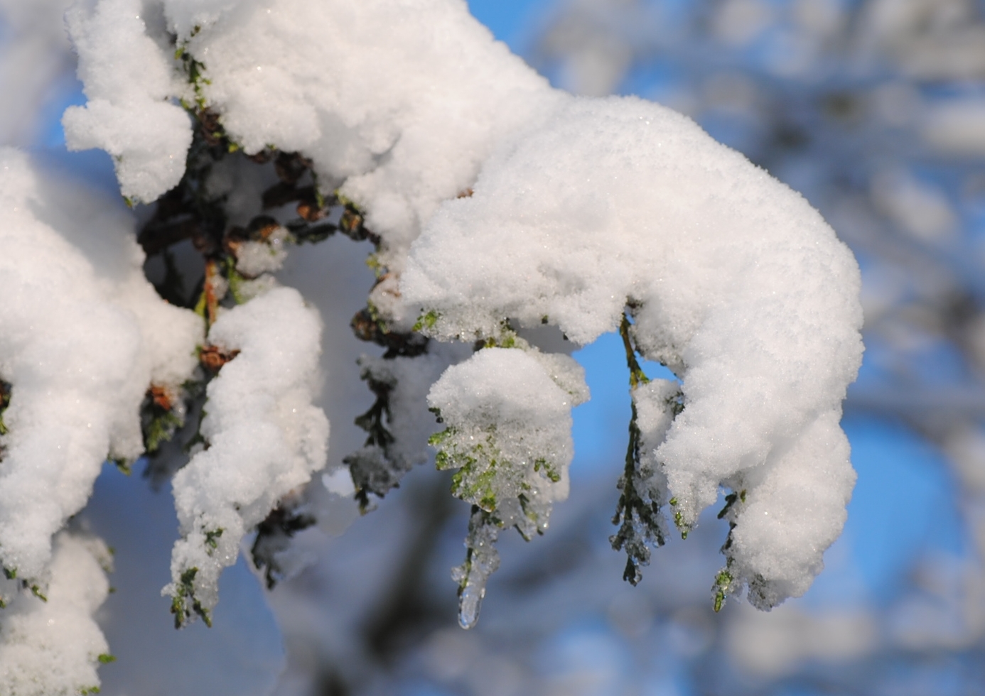 Schneezauber