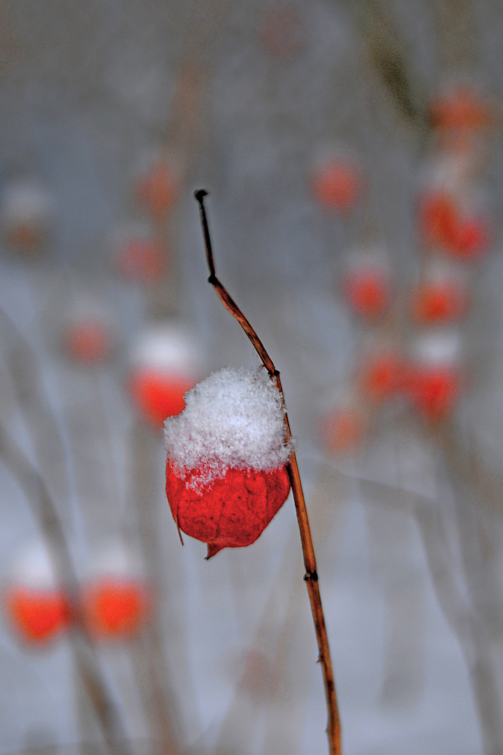 Schneezauber